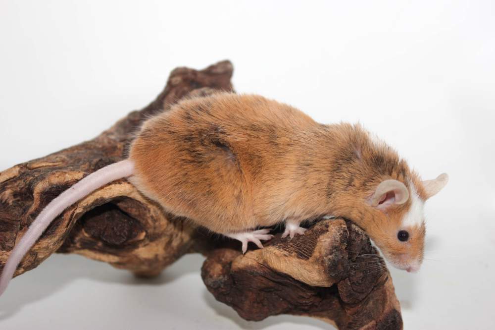 Fancy mouse Found Mus musculus 