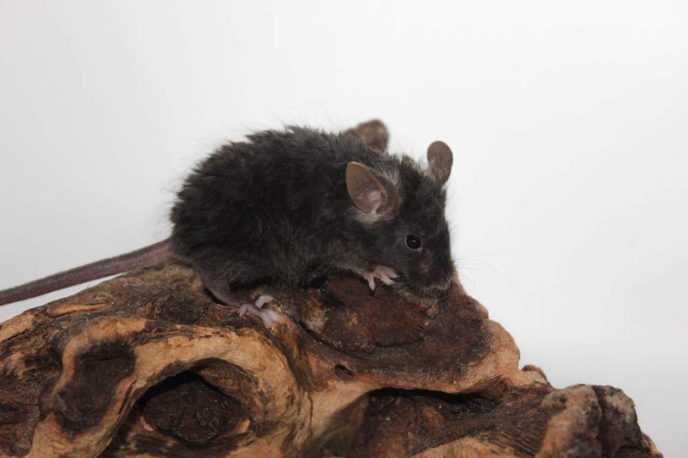 Fancy mouse Breeder Mus musculus 