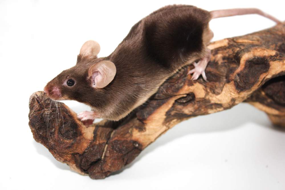 Fancy mouse Breeder Mus musculus 