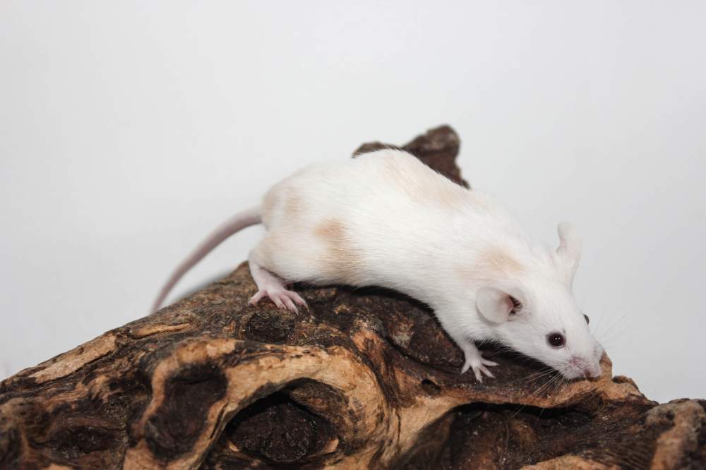 Fancy mouse Breeder Mus musculus 