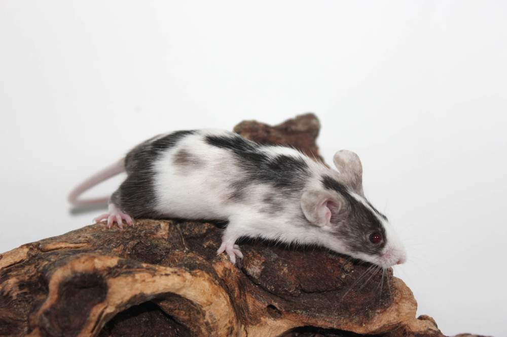 Fancy mouse Breeder Mus musculus 