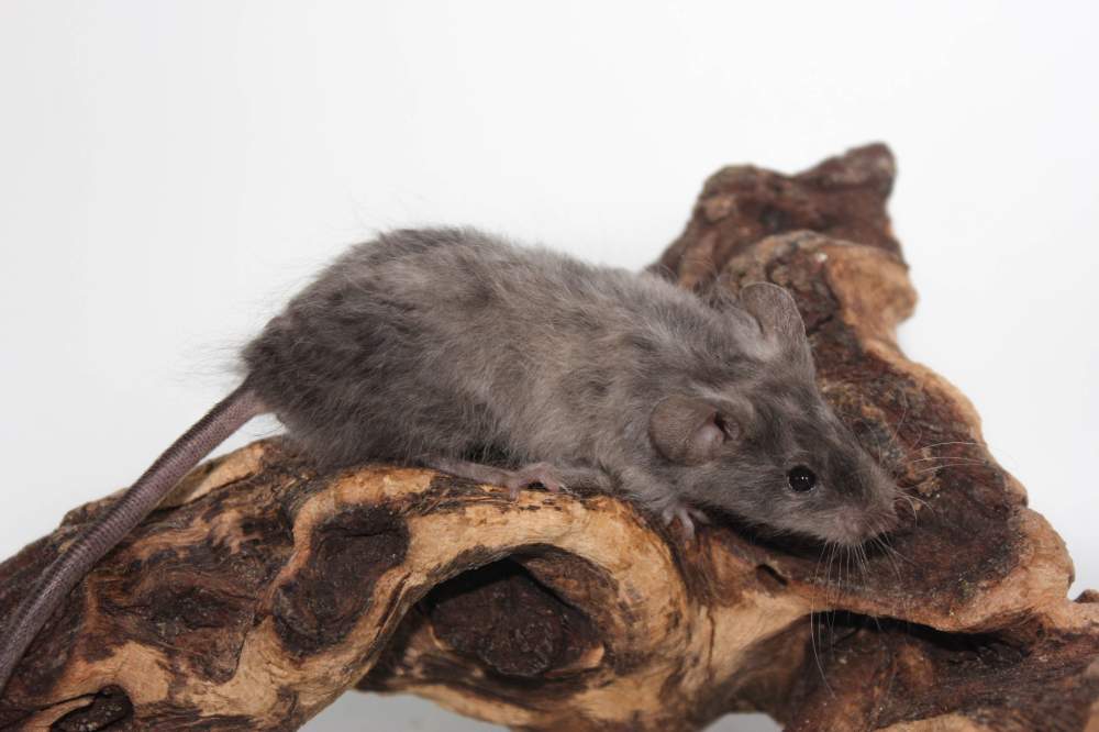 Fancy mouse Rehomed Mus musculus 