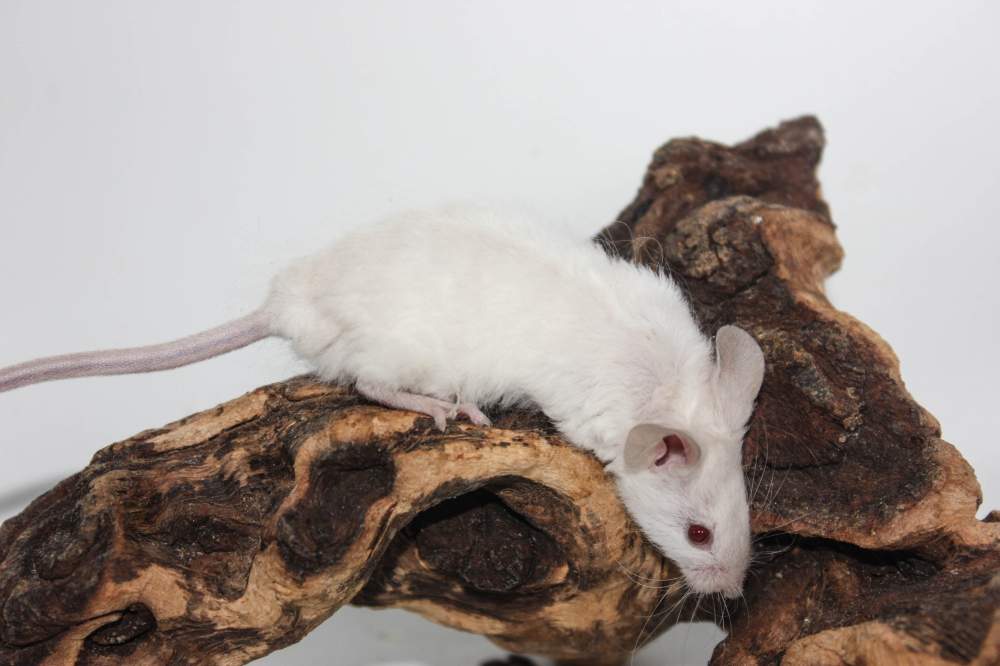 Fancy mouse Breeder Mus musculus 