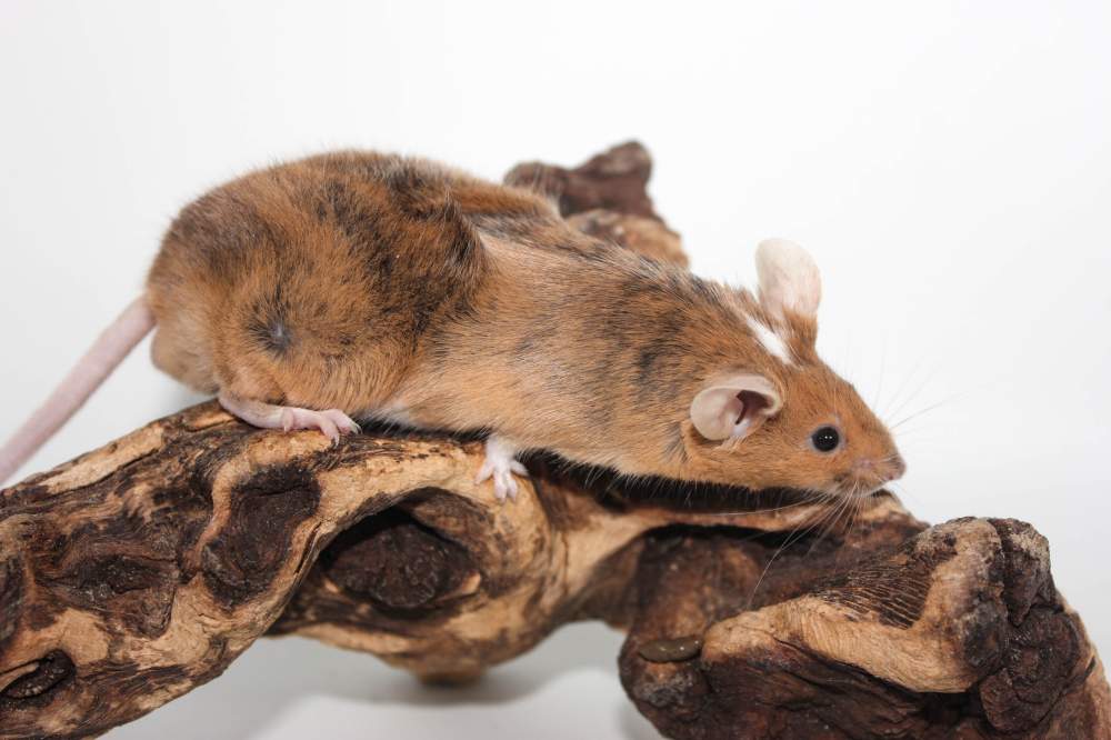 Fancy mouse Breeder Mus musculus 