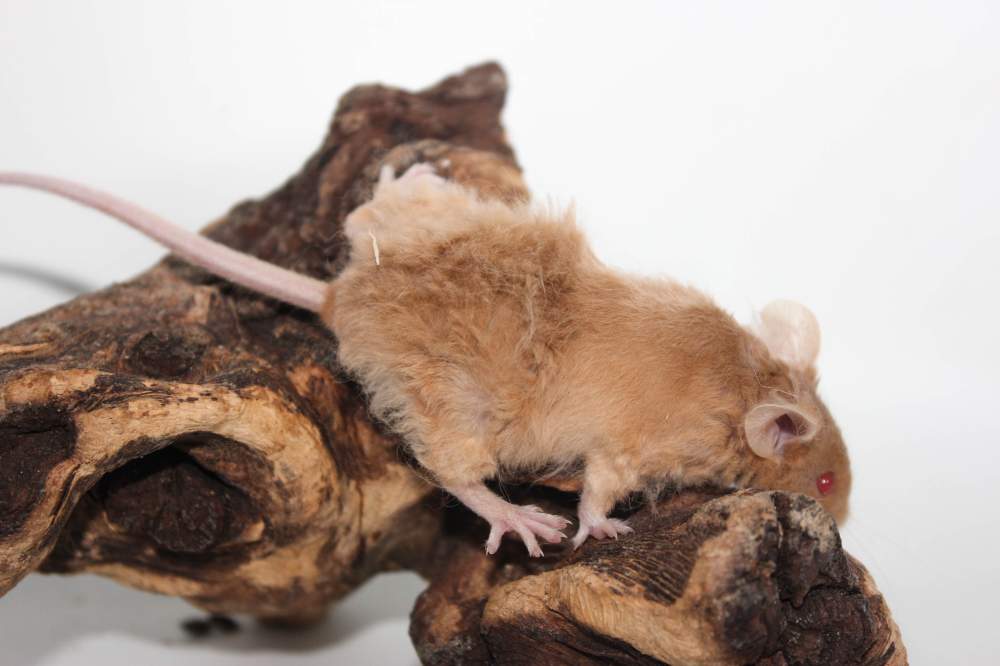 Fancy mouse Breeder Mus musculus 