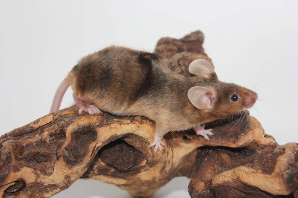 Fancy mouse Breeder Mus musculus 