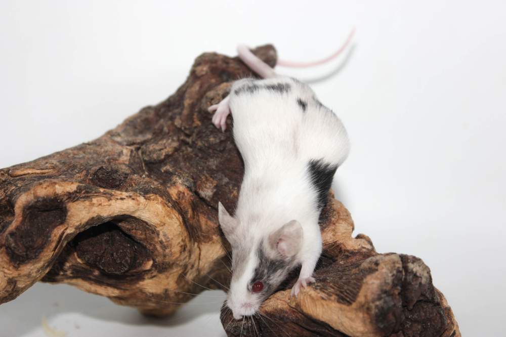 Fancy mouse Breeder Mus musculus 