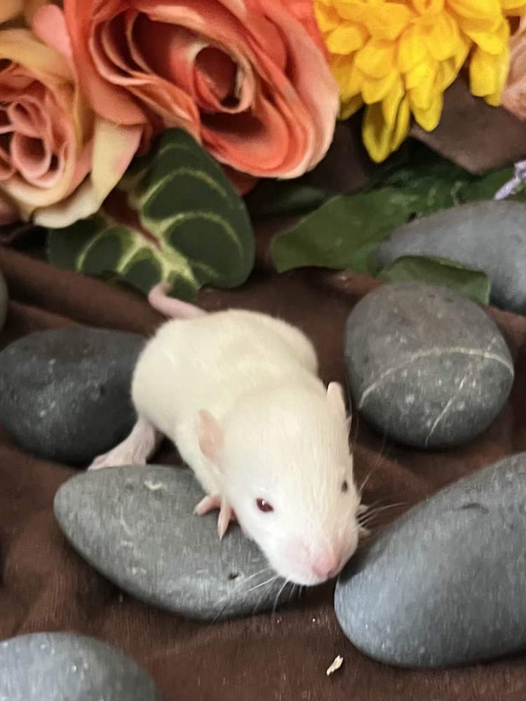 Fancy rat Pet only Rattus norvegicus 