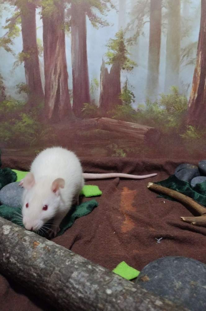 Fancy rat Deceased Rattus norvegicus 