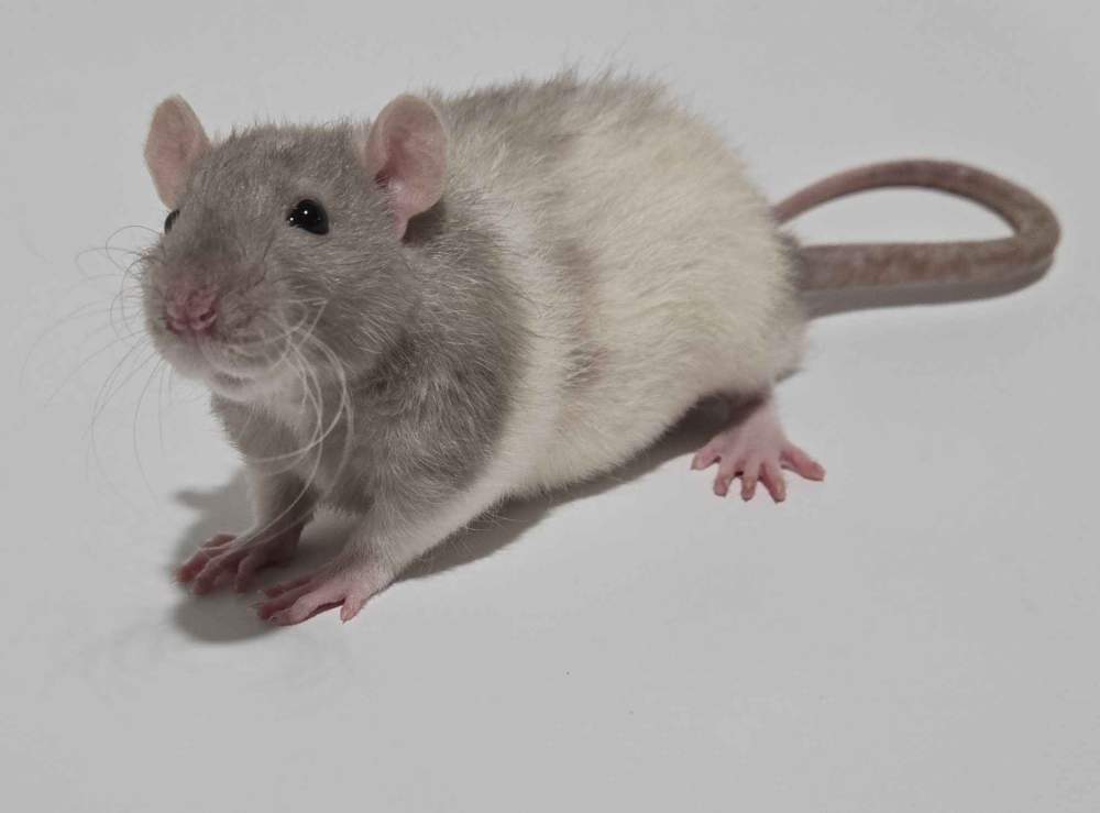 Fancy rat Pet only Rattus norvegicus 