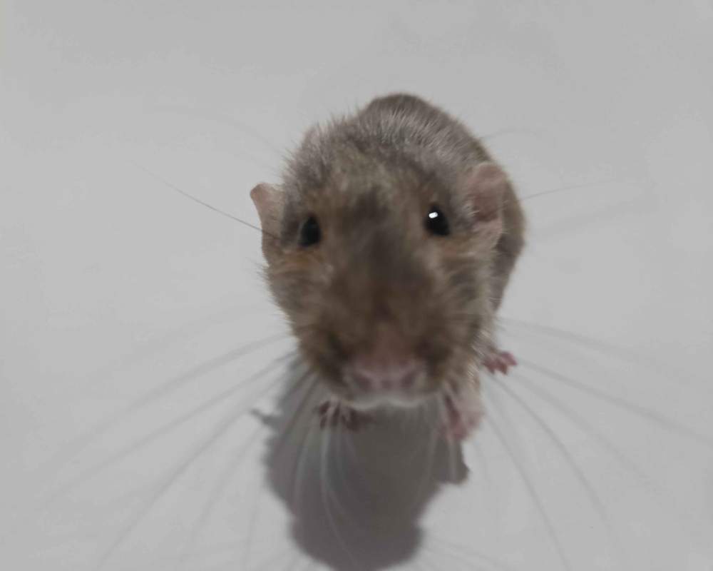 Fancy rat Deceased Rattus norvegicus 