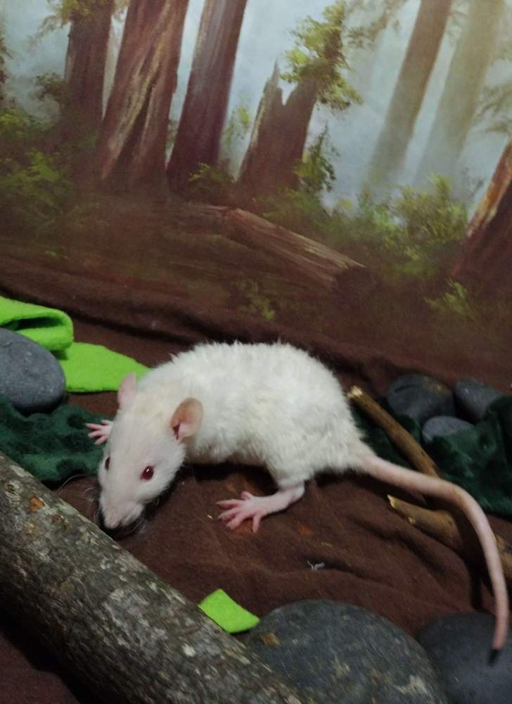 Fancy rat Deceased Rattus norvegicus 