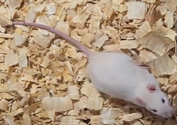 Fancy rat Deceased Rattus norvegicus 