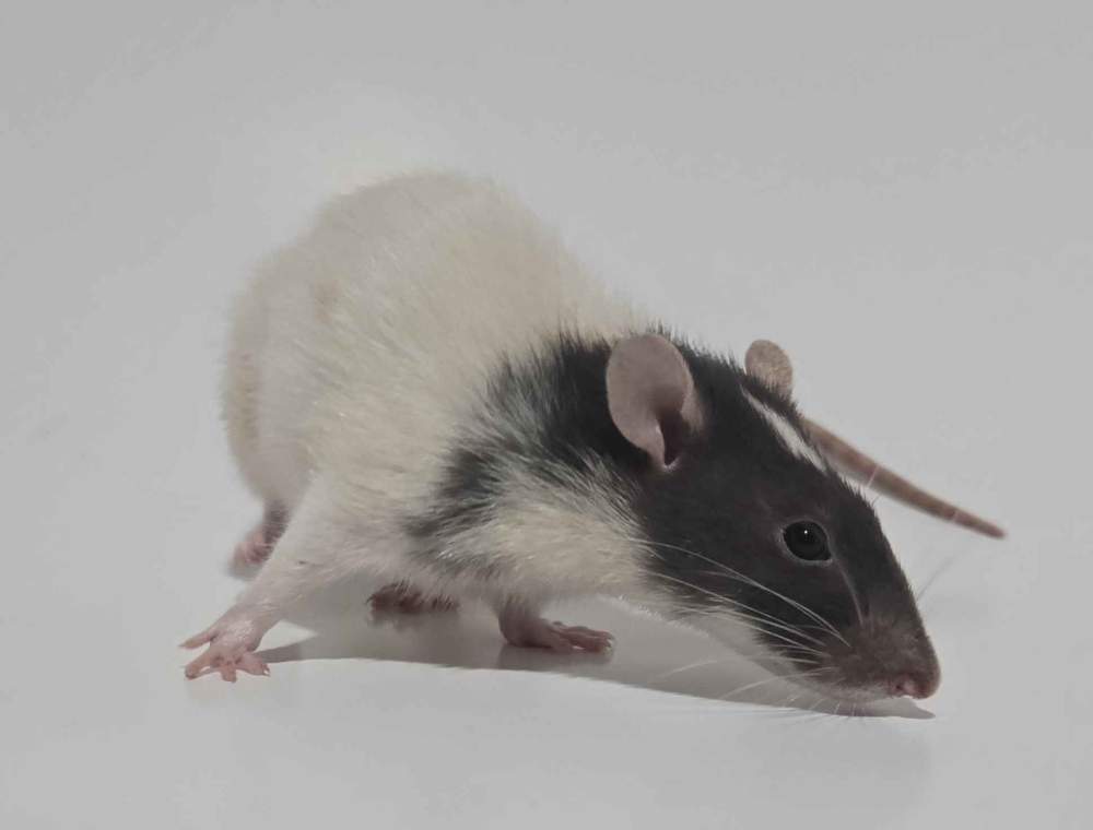 Fancy rat Deceased Rattus norvegicus 