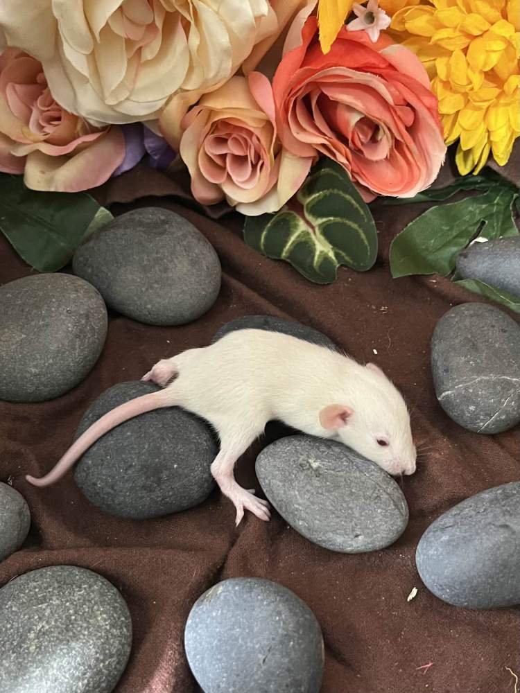 Fancy rat Breeder Rattus norvegicus 