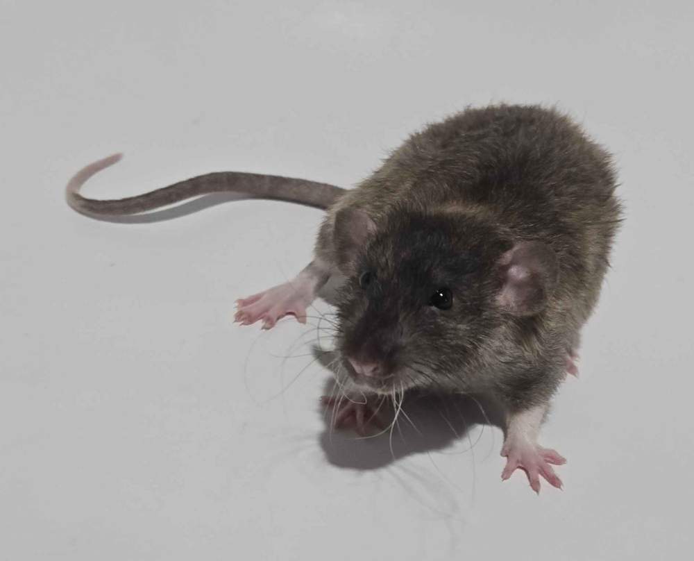 Fancy rat Breeder Rattus norvegicus 