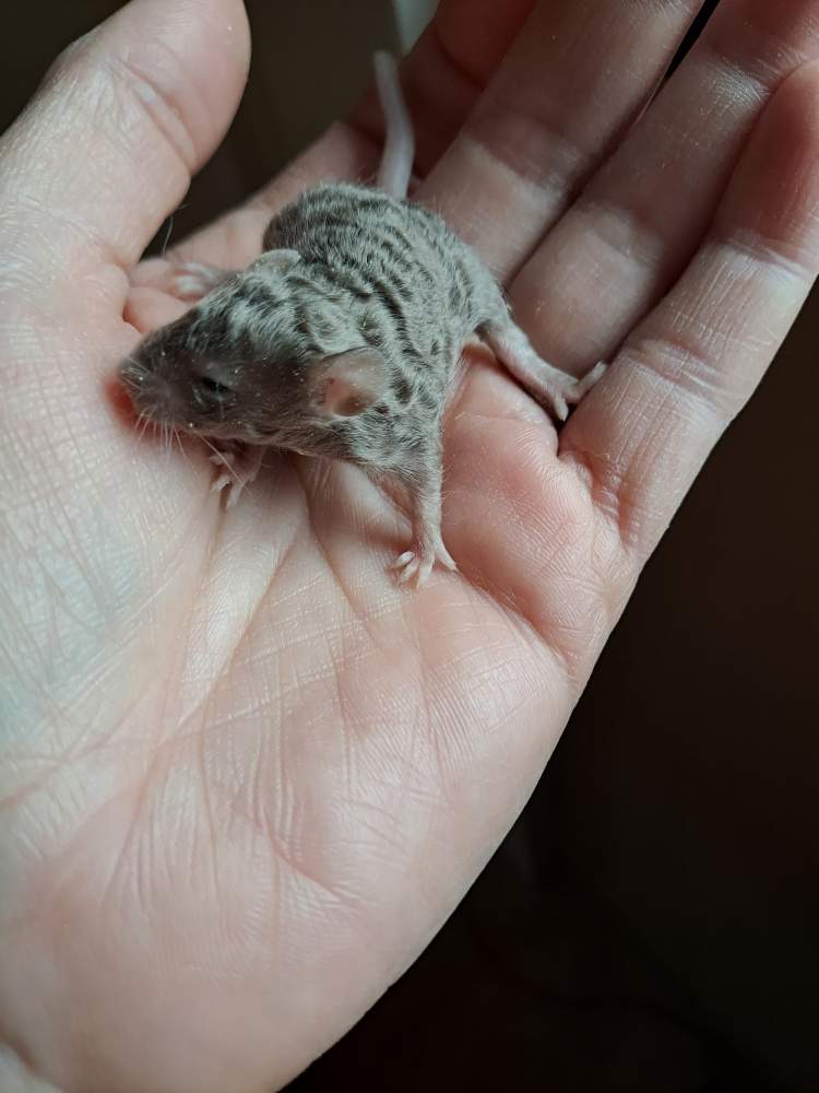 Fancy mouse Available for rehoming Mus musculus Netherlands, Zevenaar