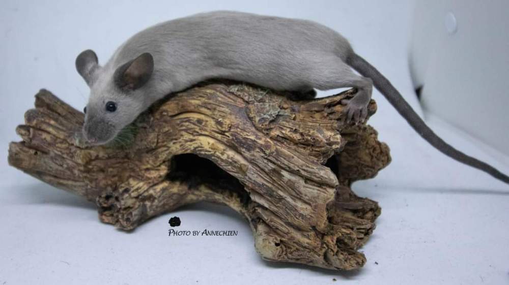 Fancy mouse Breeder Mus musculus 