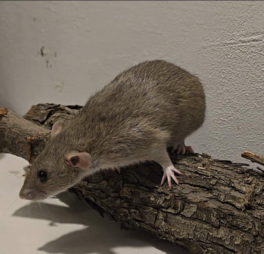 Fancy rat Breeder Rattus norvegicus 