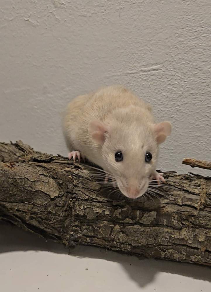 Fancy rat Breeder Rattus norvegicus 