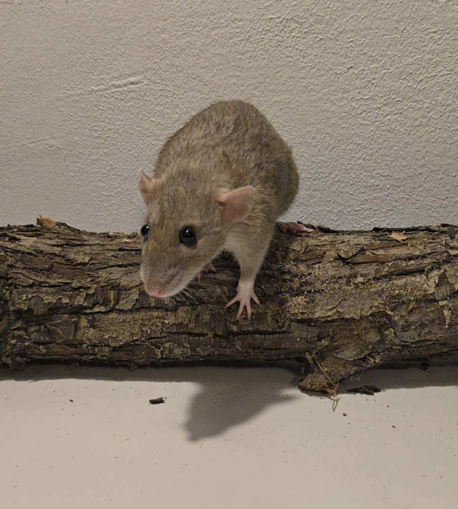 Fancy rat Breeder Rattus norvegicus United States, Orem