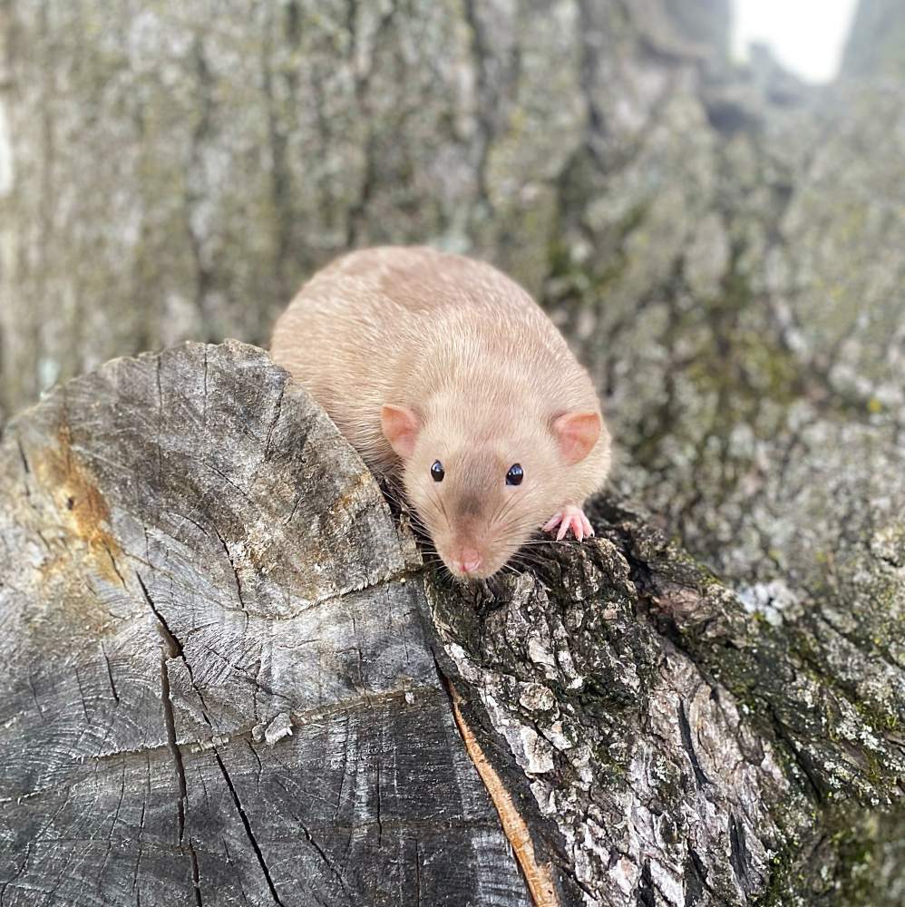 Fancy rat Breeder Rattus norvegicus 