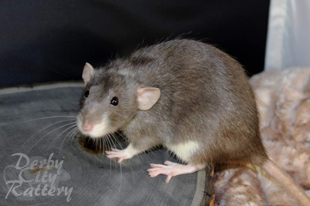 Fancy rat Owned by other Rattus norvegicus 