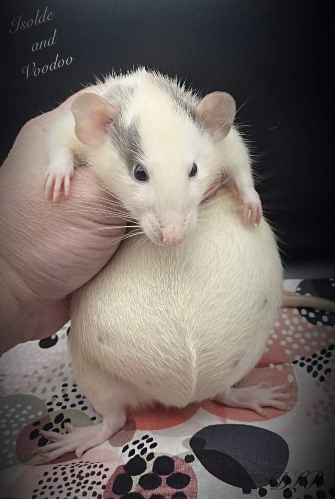 Fancy rat Owned by other Rattus norvegicus 