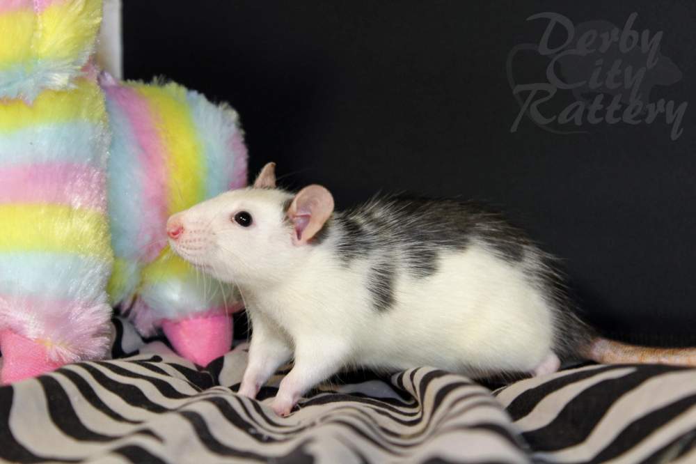 Fancy rat Owned by other Rattus norvegicus 