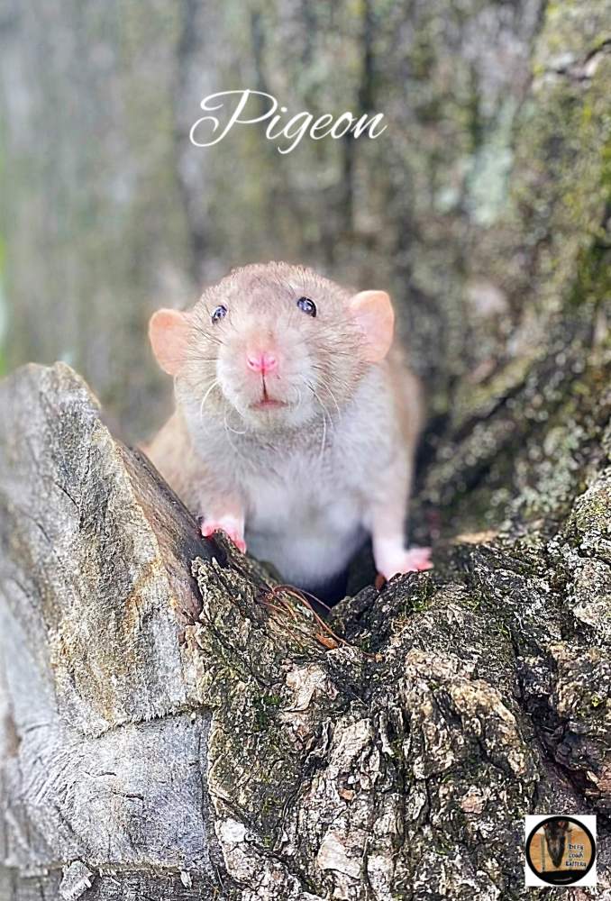 Fancy rat Breeder Rattus norvegicus 