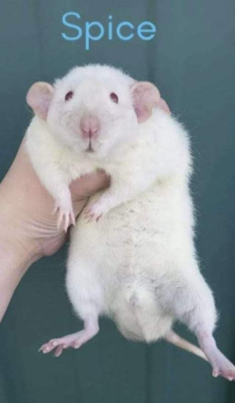 Fancy rat Owned by other Rattus norvegicus 