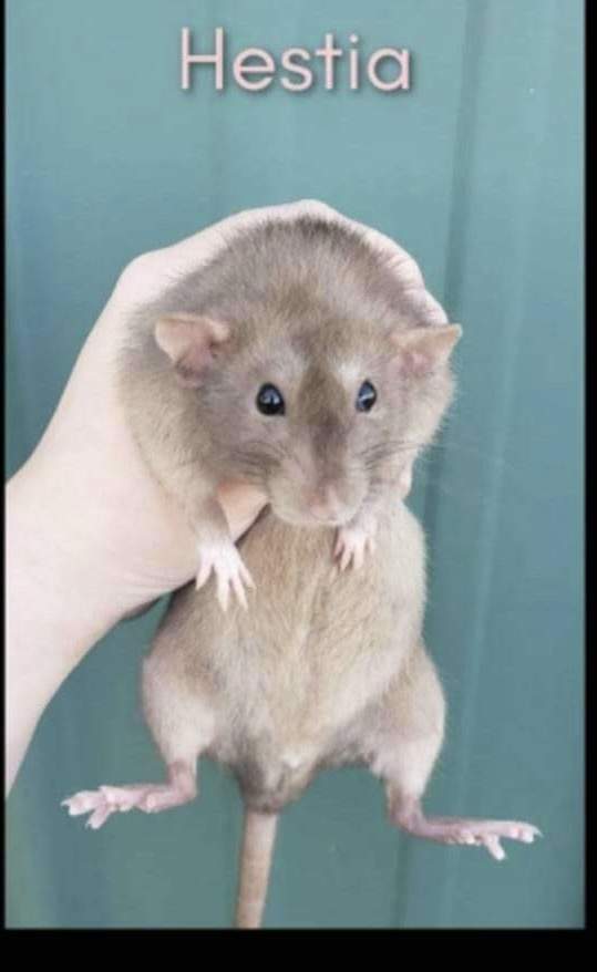 Fancy rat Owned by other Rattus norvegicus 