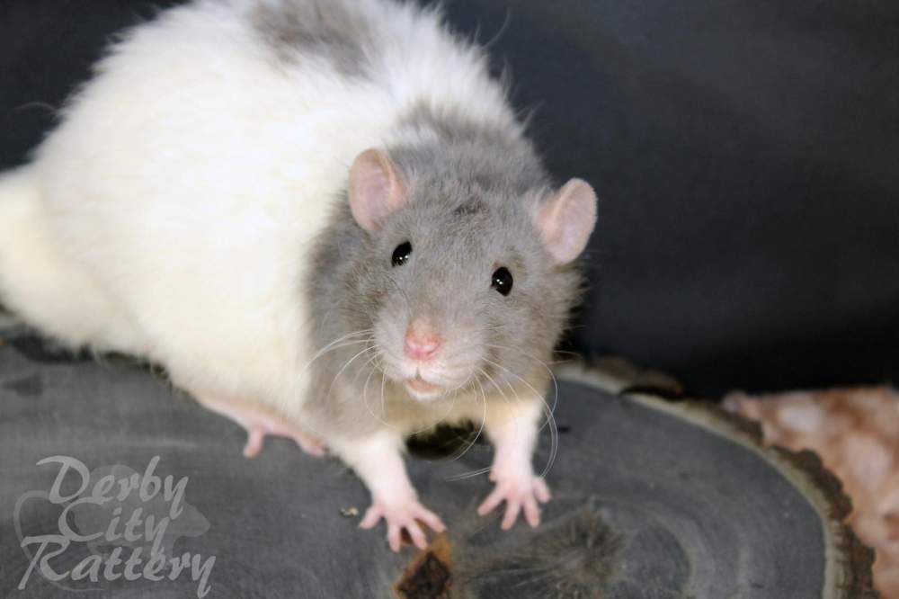 Fancy rat Owned by other Rattus norvegicus 