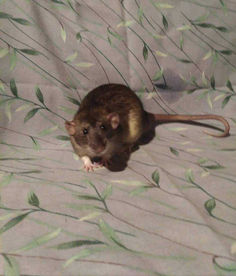 Fancy rat Retired Rattus norvegicus 