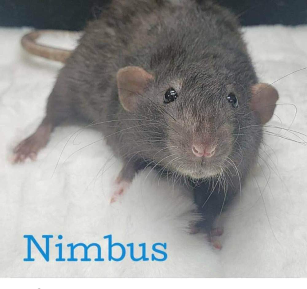 Fancy rat Owned by other Rattus norvegicus 