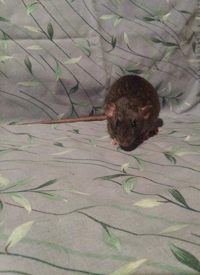 Fancy rat Retired Rattus norvegicus 