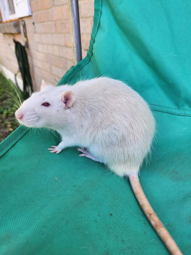 Fancy rat Owned by other Rattus norvegicus 