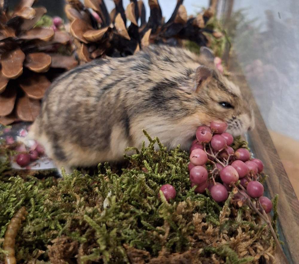 Campbells dwarf hamster Pet only Phodopus campbelli 