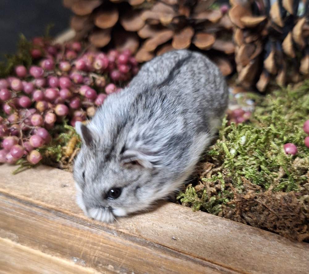 Campbells dwarf hamster Pet only Phodopus campbelli 