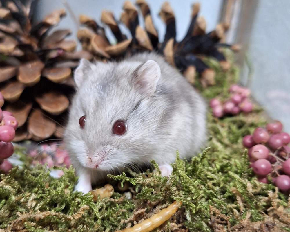 Campbells dwarf hamster Pet only Phodopus campbelli 