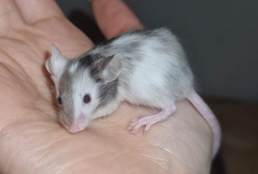 Fancy mouse Breeder Mus musculus 