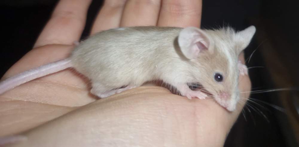 Fancy mouse Breeder Mus musculus 