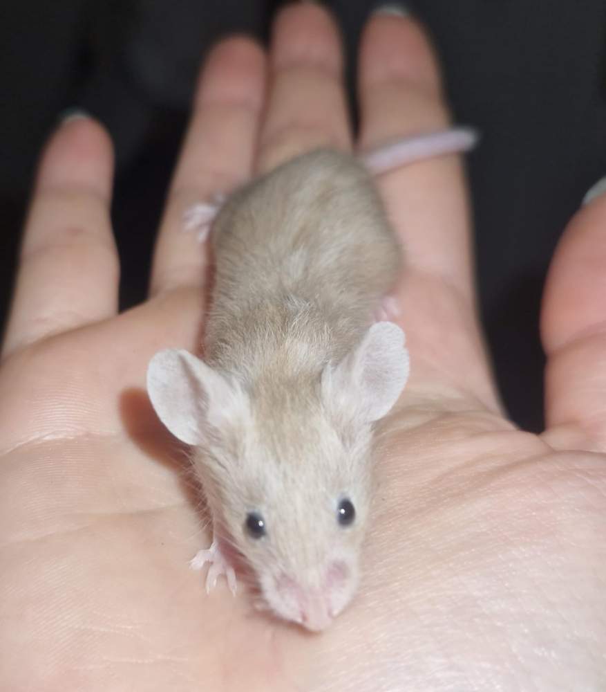 Fancy mouse Breeder Mus musculus 