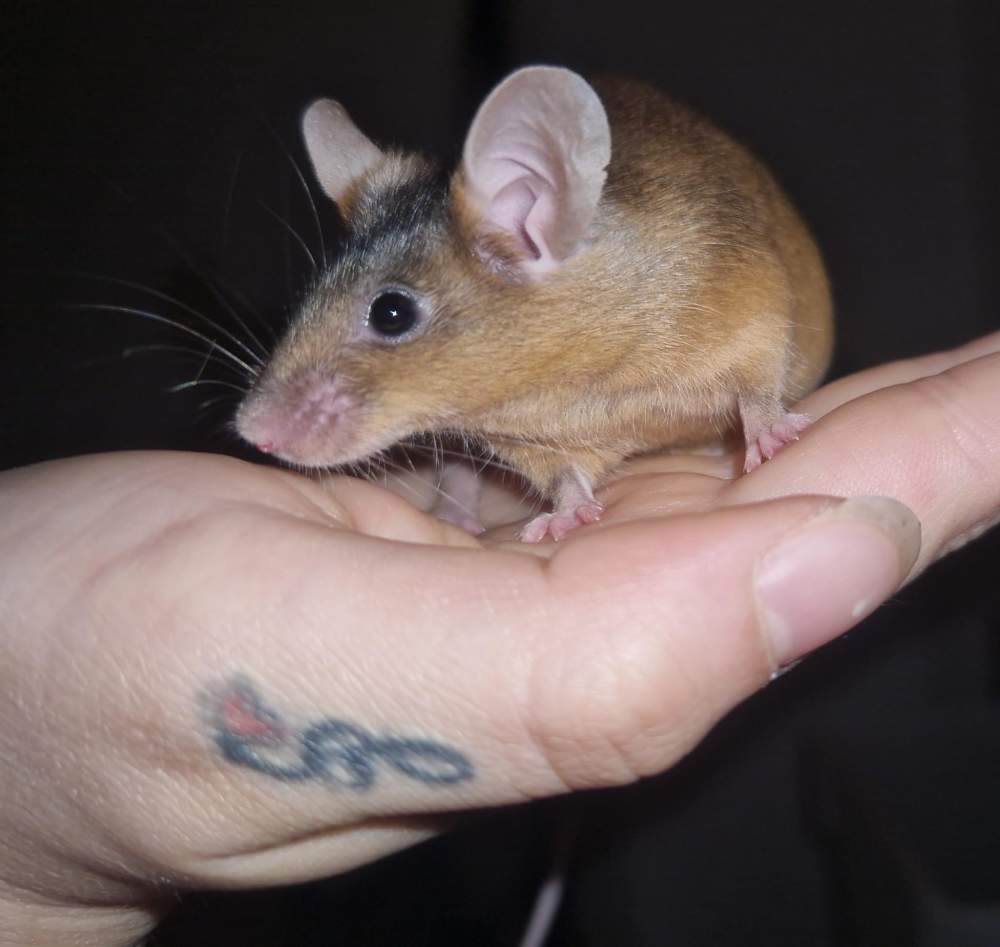 Fancy mouse Breeder Mus musculus 