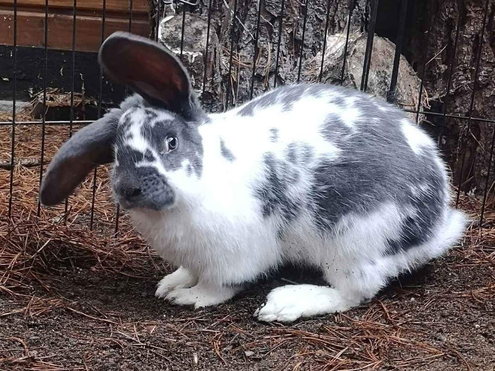 Mixed Breed Rabbit Breeder  