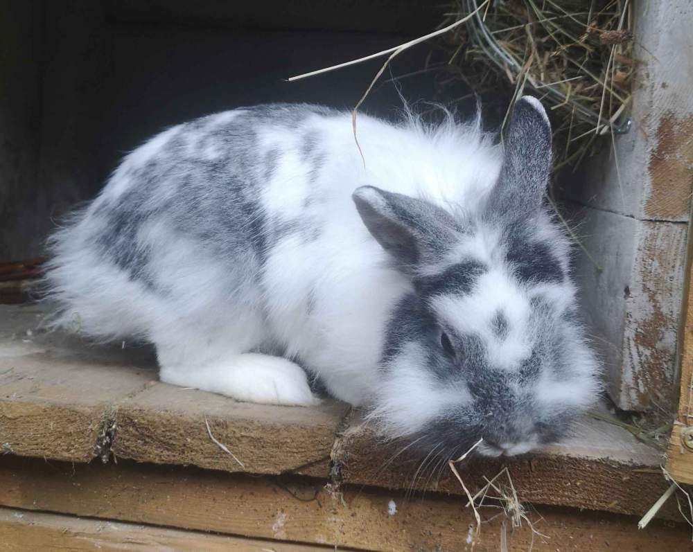 Mixed Breed Rabbit Breeder  