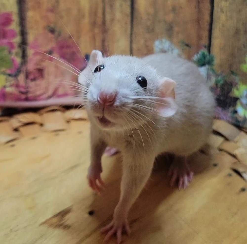 Fancy rat Breeder Rattus norvegicus 