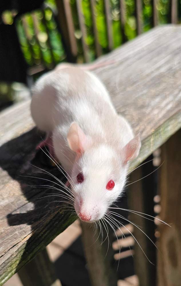 Fancy rat Breeder Rattus norvegicus 