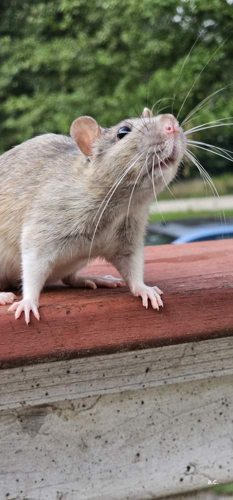 Fancy rat Breeder Rattus norvegicus 