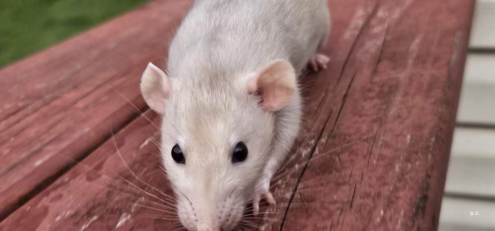 Fancy rat Breeder Rattus norvegicus 